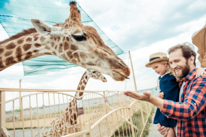 Giraffe eating out of someone's hand